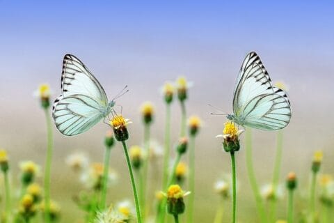 2024 개나리 개화시기 "봄을 알리는 노란빛" 4 봄철 건강과 심신의 이점