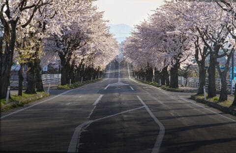 '봄날의 축제' 꼭 가봐야할 곳, 2024 벚꽃개화시기는 언제? 5 cherry blossoms 7110279 640