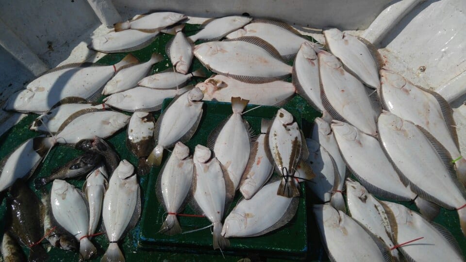 배낚시 '영흥도 아라호' 예약 및 계절별 어종 총정리 (쭈꾸미, 참돔, 광어) 11 제목 없음복구됨 1