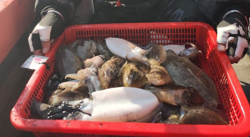 배낚시 '영흥도 아라호' 예약 및 계절별 어종 총정리 (쭈꾸미, 참돔, 광어) 10 영흥도 배낚시 '아라호' 예약 및 계절별 어종 총정리 (쭈꾸미, 참돔, 광어)